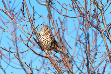 A mistle thrush (Turdus viscivorus) on a tree in the winter
