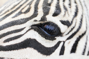 Fototapeta na wymiar Eye of zebra close up macro photo