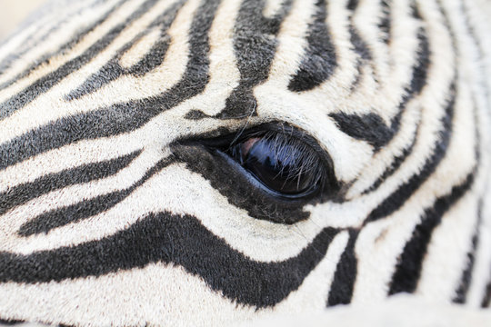 Eye of zebra close up macro photo