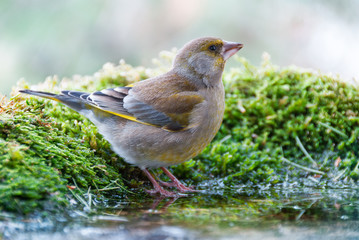 A european greenfinch (Carduelis chloris) drinks water from a small pond