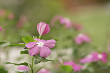 Pink flowers on blurred background .