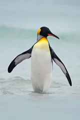 Plexiglas foto achterwand Koningspinguïn gaande van blauw water, Atlantische Oceaan in Falkland Island. Zeevogel in de natuurhabitat. Pinguïn in het water. Pinguïn in de golven van de zee. Pinguïn met zwarte en gele kop, open snavel. © ondrejprosicky
