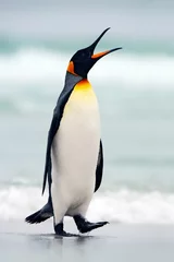 Stickers pour porte Pingouin Manchot royal allant de l& 39 eau bleue, océan Atlantique à l& 39 île Falkland. Oiseau de mer dans l& 39 habitat naturel. Pingouin dans l& 39 eau. Pingouin dans les vagues de la mer. Pingouin à tête noire et jaune, bec ouvert.