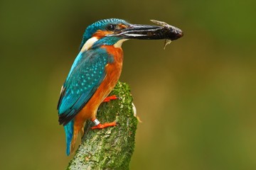Bird with fish. Bird Common Kingfisher with fish in bill. Beautiful orange and blue bird sitting on the tree trunk. Bird with fish in beak. Kingfisher with fish. Wildlife river scene with kingfisher.