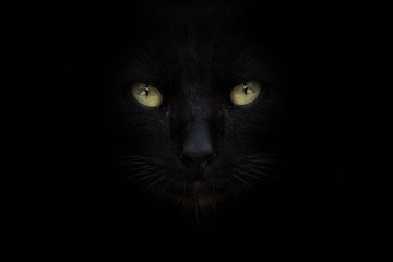 The eye of black cat on street with black background