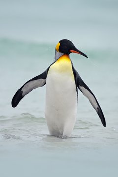 King penguin going from blue water, Atlantic ocean in Falkland Island. Sea bird in the nature habitat. Penguin in the water. Penguin in the sea waves. Penguin with black and yellow head, open bill.