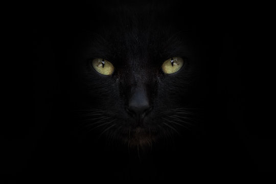 The eye of black cat on street with black background