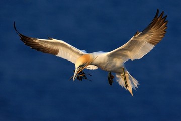 Flying Northern gannet with nesting material in the bill, with dark blue sea water in the background, Helgoland island, Germany
