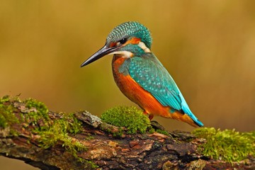 Beautiful kingfisher with clear green background. Kingfisher, blue and orange bird sitting on the branch in the river. Beautiful bird in the nature. Wildlife scene from the river. Animal from France.