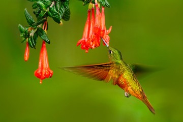 Bird from Peru. Orange and green bird in the forest with red flower. Hummingbird Chestnut-breasted Coronet in the forest. Hummingbird from Peru clouds forest. Flying Hummingbird with red bloom.