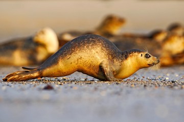Running seal. Seal in white sand beach. Running animal. Mammal action scene. Atlantic Grey Seal, Halichoerus grypus, detail portrait, at the sand beach. Cute seal in nature coast habitat at France. © ondrejprosicky