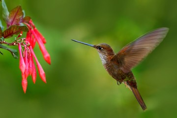 Beautiful bird with flower. Hummingbird Brown Inca, Coeligena wilsoni, flying next to beautiful pink flower, pink bloom in background, Ecuador. Bird in the forest with red bloom. Hummingbird with red.