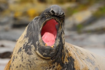 Detail face portrait Elephant seal, Mirounga leonina. Seal on the sand beach. Elephant seal with peel off skin. Big sea animal in the nature habitat in Falkland Islands. Elephant seal in the nature.