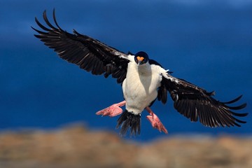 Flying bird. Imperial Shag, Phalacrocorax atriceps, cormorant in flight. Dark blue sea and sky with fly bird, Falkland Islands. Bird in flight. Action bird flight scene. Flying bird with open wings.