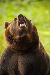 Portrait of brown bear. Dangerous animal with open muzzle. Face portrait of brown bear. Bear with open muzzle with big tooth. Brown bear in the nature. Bear in the forest animal. Big animal from Italy
