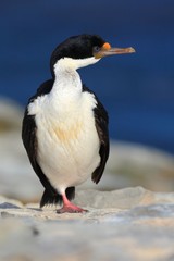 Water bird. Detail portrait of beautiful bird. Portrait sea bird Imperial Shag. Detail of black and white cormorant with blue eye from Falkland Islands. Head with open bill of cormorant from sea.