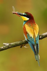 European Bee-eater, Merops apiaster, beautiful bird sitting on the branch with dragonfly in the bill. Action bird scene in the nature habitat, Hungary. Bird with catch dragonfly. Dragonfly in the bill