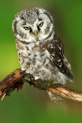 Small bird Boreal owl, Aegolius funereus, sitting on branch with clear green forest background, animal in the nature habitat, Russia