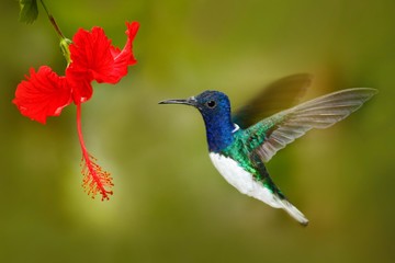 Bird with red flower. Hummingbird White-necked Jacobin, fflying next to beautiful red hibiscus flower with green forest background, Tandayapa, Ecuador. Hummingbird in the tropic forest.