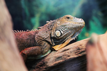 Lizard close up macro animal portrait