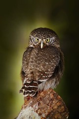Small bird Eurasian Pygmy Owl, sitting on larch tree trunk with clear dark forest background, in the nature habitat, Sweden. Owl in the forest. Small owl in the nature habitat.