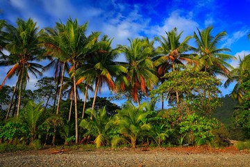 Fototapeta premium Beach on the tropical island. Clear blue water, sand and palm trees. Beautiful vacation spot, treatment and aquatics. Coconut palm trees with blue sky with clouds. Nice tropic beach in Costa Rica.