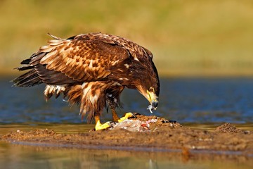 Eagle with fish. White-tailed Eagle, Haliaeetus albicilla, feeding kill fish in the water, with brown grass in background, Norway. Eagle in the water. Feeding scene with eagle and fish. Bird of prey.