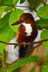 Brown kingfisher. Beautiful bird from India. White-throated Kingfisher, Halcyon smyrnensis, exotic brawn and blue bird sitting on the branch, Sri Lanka, Asia. Kingfisher from the river.