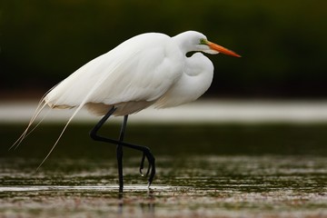Detail portrait of water bird. White heron, Great Egret, Egretta alba, standing in the water in the march. Beach in Florida, USA. Water bird with orange bill in the nature habitat.