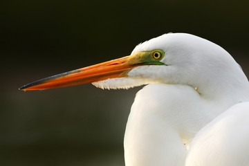 Fototapeta premium Detail portrait of water bird. White heron, Great Egret, Egretta alba, standing in the water in the march. Beach in Florida, USA. Water bird with orange bill in the nature habitat.