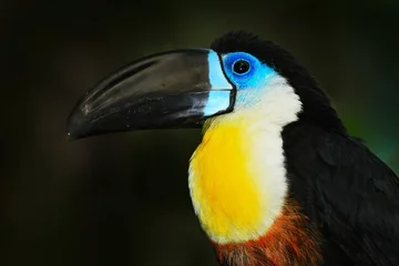 Fotobehang Detail portret van toekan. Bill toekan portret. Mooie vogel met grote snavel. Toekan. Grote snavelvogel Channel-billed Toucan zittend op een tak in tropische groene jungle achtergrond, Colombia. © ondrejprosicky