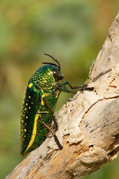Sternocera Imagens – Procure 187 fotos, vetores e vídeos | Adobe Stock