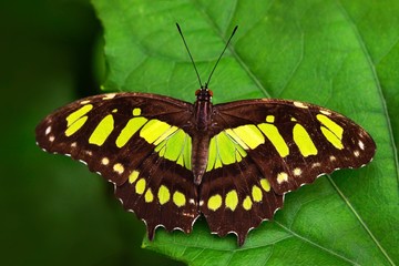 Beautiful butterfly Metamorpha stelenes in nature habitat, from Costa Rica. Butterfly in the green forest. Nice insect sitting on the leave. Butterfly from Costa Rica. 