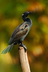 Black bird. Indian Cormorant, dark bird in nature habitat, sitting on the branch with clear green background, Bundala National Park, Sri Lanka. River bird in the nature habitat. Shag from India