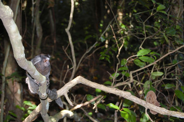 Sagui Monkey - Rio De Janeiro - Brazil