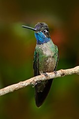 Fototapeta na wymiar Beautiful hummingbird. Blue and green small bird from mountain cloud forest in Costa Rica. Magnificent Hummingbird, Eugenes fulgens, hummingbird from Costa Rica. Hummingbird in the forest. Rare bird.