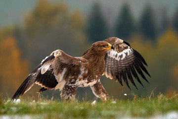 Birds of prey on the meadow with autumn forest in the background. Steppe Eagle, Aquila nipalensis, sitting in the grass on meadow, Norway. Eagle with open wing. Wildlife scene from the nature.