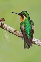 Fototapeta premium Beautiful hummingbird. Orange and green small bird from mountain cloud forest in Costa Rica. Purple-throated Mountain-gem, Lampornis calolaema, hummingbird from Costa Rica. Hummingbird in the forest.