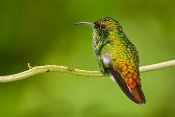 Fototapeta premium Beautiful hummingbird. Coppery-headed Emerald, Elvira cupreiceps, beautiful hummingbird from, green bird, scene in tropical forest, animal in nature habitat, La Paz Cordillera de Talamanca, Costa Rica