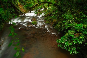 River in green tropic forest. La Paz Waterfall gardens, with green tropical forest in Costa Rica. Mountain tropic forest with river and dark green vegetation. Green landscape from South America