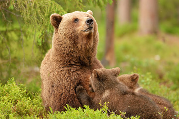 Bear with cubs. Bear feeding cubs. Bear breastfeeding cubs.