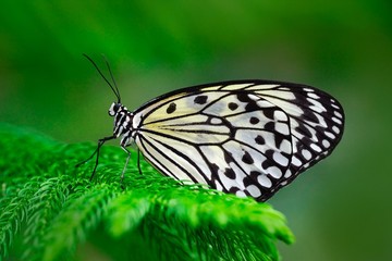 Beautiful butterfly Paper Kite, Idea leuconoe, insect in the nature habitat, green leaves, Philippines, Asia. Black and blue butterfly sitting on the green leave in the forest. Wildlife from Asia.