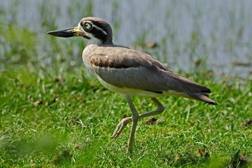 Bird from Sri Lanka. Water bird from Asia. Bird in the water. Great Thick-knee, Esacus recurvirostris, in the water.