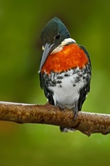 Beautiful bird. Amazon Kingfisher, Chloroceryle amazona, portrait of green and orange nice bird in Costa Rica. Kingfisher from tropic forest. Portrait of beautiful bird from Peru Amazon, America