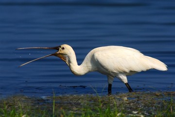 Spoonbill in the blue water with open bill. White gird with open beak. Eurasian Spoonbill, Platalea leucorodia, in the water, detail portrait of bird with long flat bill, Sri Lanka, Asia. Water bird.