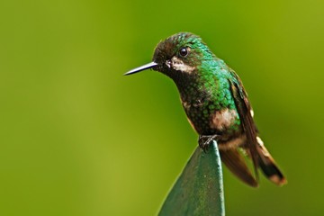 Green hummingbird