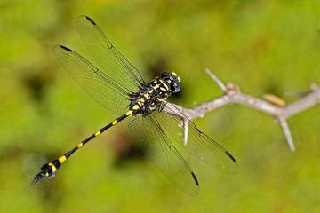 Dragonfly from Sri Lanka. Rapacious Flangetail, Ictinogomphus rapax, sitting on the green leaves. Beautiful dragon fly in the nature habitat. Nice insect from Asia. Summer day in the nature.