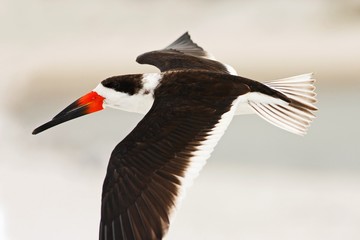 Black Skimmer, Rynchops niger, beautiful tern in fly. Black Skimmer in the Florida coast, USA. Bird in the nature sea habitat. Skimmer flying above white sand beach. Wildlife scene from nature.