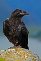 Black bird on the sea rocky coast. Black bird raven, Corvus corax, sitting on the grey stone with yellow moss. Raven on the yellow stone in the nature habitat.