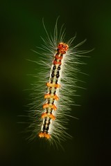 levitate caterpillar with bristles. caterpillar from Sri Lanka, Asia. caterpillar in the nature green habitat. Wildlife scene from nature with beautiful insect. Caterpillar in the air. 